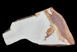 Fossil Pea Crab (Pinnixa) From California - Miocene #74480-1